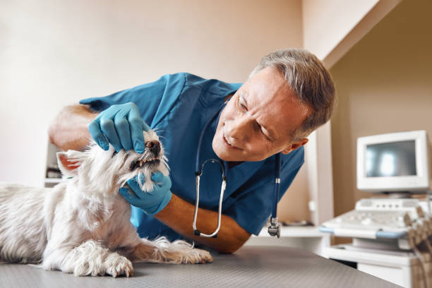 Best Walk-In Emergency Dentist in Bernice, LA